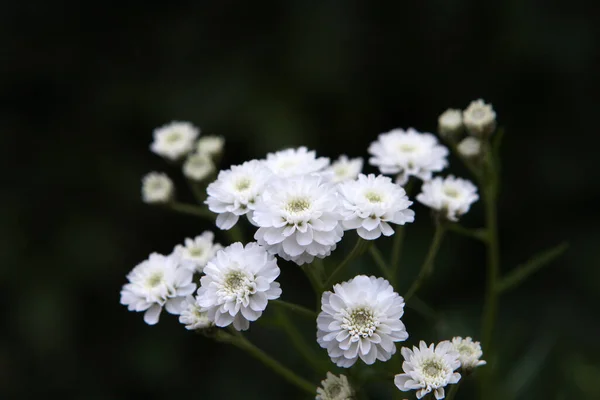 Bush Decorative White Flowers Garden — Stock Photo, Image