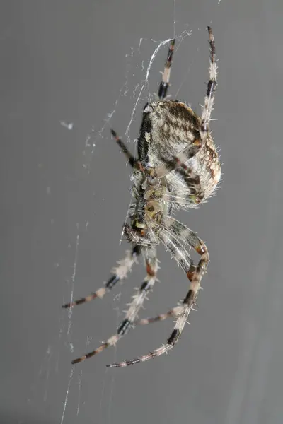 Groot Shaggy Spyder Het Maken Van Zijn Web — Stockfoto