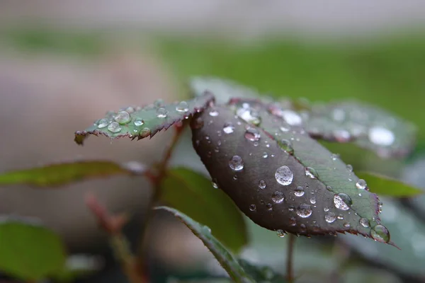 Drop Rain Leaves Rose — стоковое фото