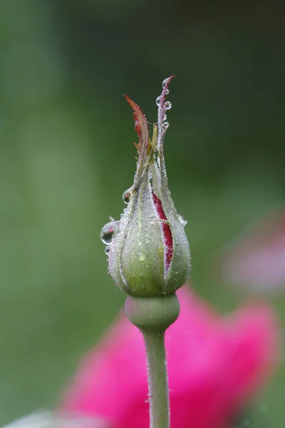 Krople Deszczu Pąk Róży — Zdjęcie stockowe