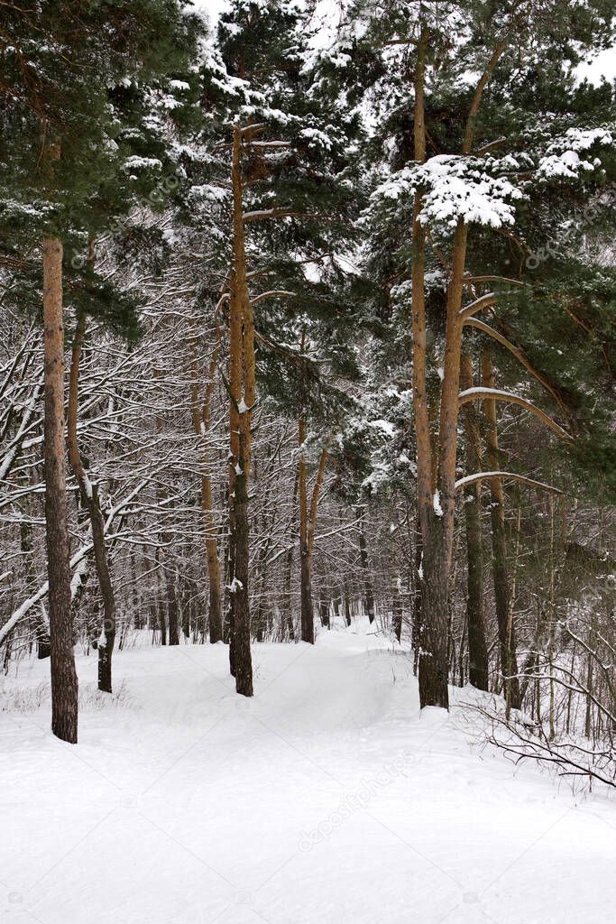 a path between evergreen pinetrees covered by the snow in russian wintry forest