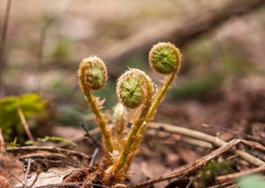 İlkbaharda filizlenen eğreltiotu