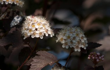 Güneşli bahar gününde, gölgede beyaz çiçeklerin şişkinliğinin yakın plan çekimi.