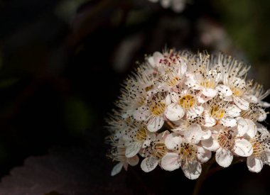 Güneşli bahar gününde, gölgede beyaz çiçeklerin şişkinliğinin yakın plan çekimi.