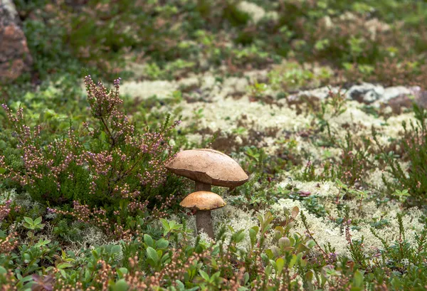 ヘザーとトナカイのリチェンのそばの白樺のキノコ — ストック写真