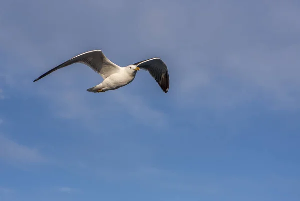 Mouette Vole Dans Ciel — Photo