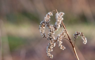 Bir akşam, rüzgâr çimenlerin arasından esiyor. Çimenler yağmurdan önce açar..