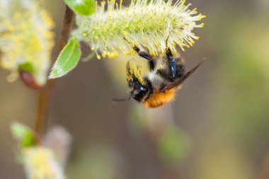 Bir arı polen Kukum çiçek toplarken hovering. Bacaklar 's gibi arı tüylerim sarı polen kaplıdır.