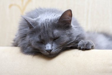 Kanepede uyuyan gri kedi