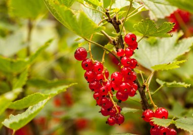 Bahçedeki olgun kırmızı frenk üzümü dalı