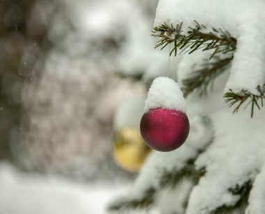 Noel ağacında, karların altında kırmızı top