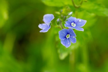 Yeşil arka planda güzel mavi çiçekler