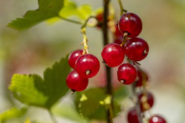 Frenk üzümlü brunch.