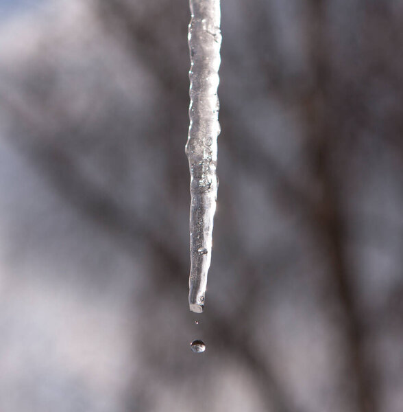 a drop of water is falling fron icicle
