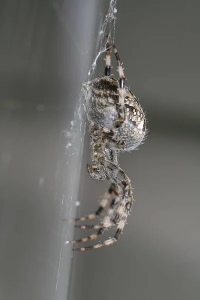 Groot Shaggy Spyder Het Maken Van Zijn Web — Stockfoto