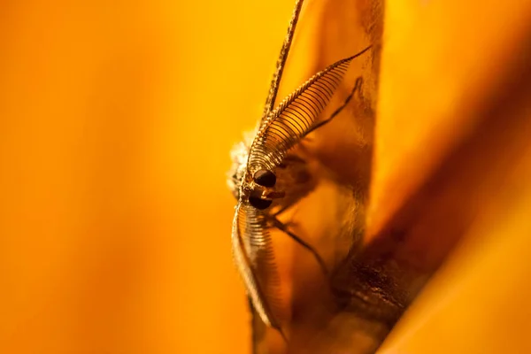 Zigeunervlinder Lymantria Dispar Nachtvlinder Die Nachts Muur Zit — Stockfoto