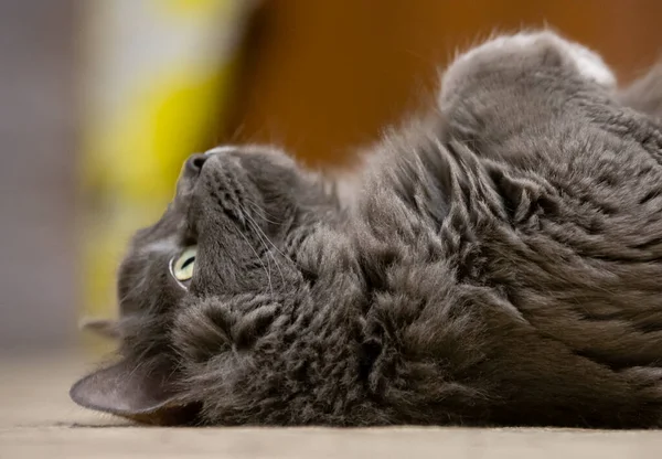 Grey Cat Lies Head Heels Jon Carpet — Stock Photo, Image