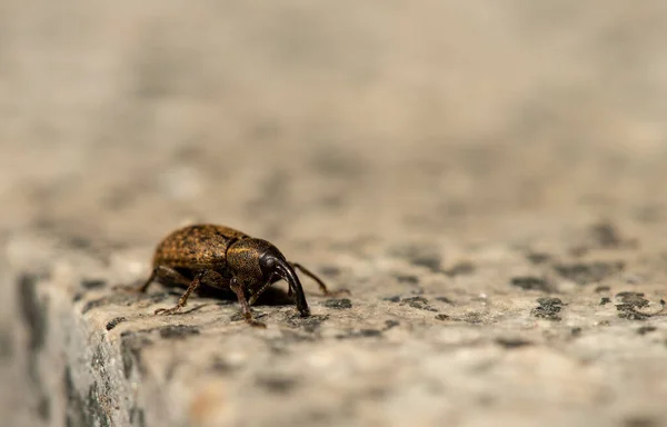 Μακροσκοπική Λήψη Ενός Σέρνεται Weevil — Φωτογραφία Αρχείου