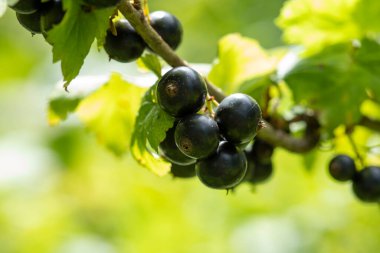 Güneşte siyah frenk üzümü dalları
