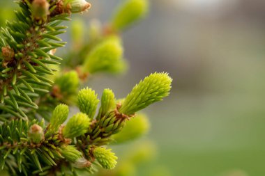 Genç köknar ağacı baharda çizer