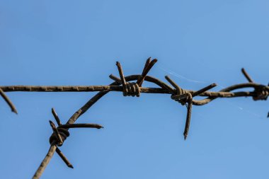 Dikenli teller gökyüzüne karşı