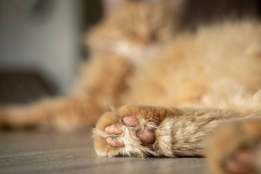 Kırmızı bir rakunun portresi.