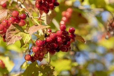 Güneşteki çalılıklarda bir demet potasyum