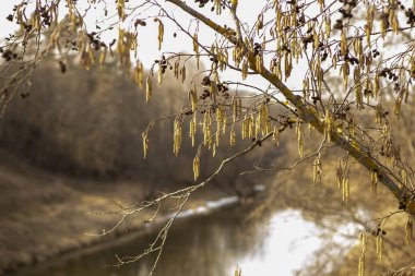İlkbaharda kavak çiçeği, doğa hala uyurken.