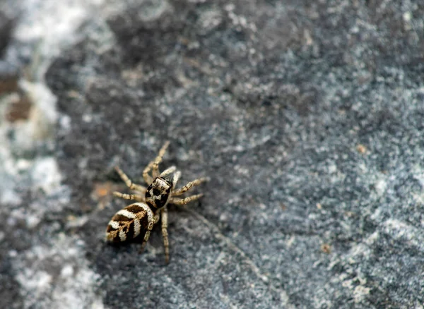 Tiro Macro Uma Pequena Aranha — Fotografia de Stock