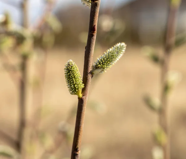 Fioritura Del Salice Primavera — Foto Stock