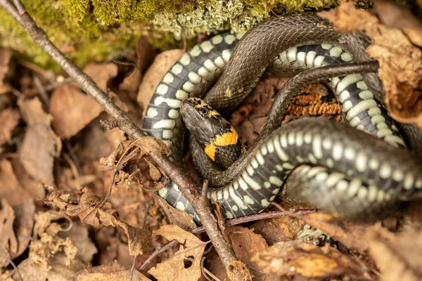 Snake Creeping Dying Leaves — Stock Photo, Image