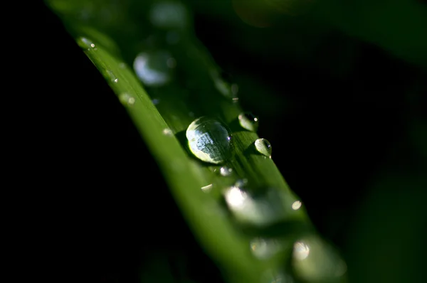 Wassertropfen auf grünem Blatt leuchtet — Stockfoto