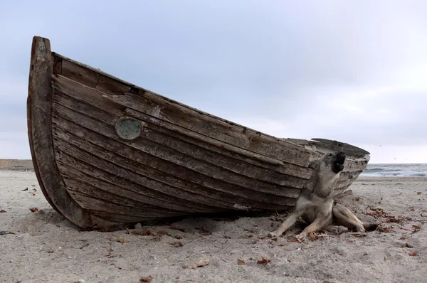 Eski tekne. Sahildeki su sızdıran teknenin yanında başıboş bir köpek.