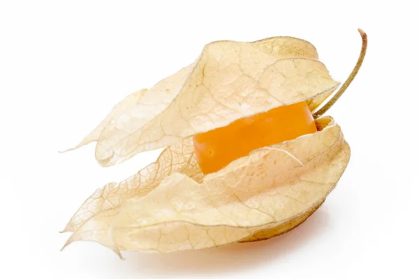 Physalis — Φωτογραφία Αρχείου