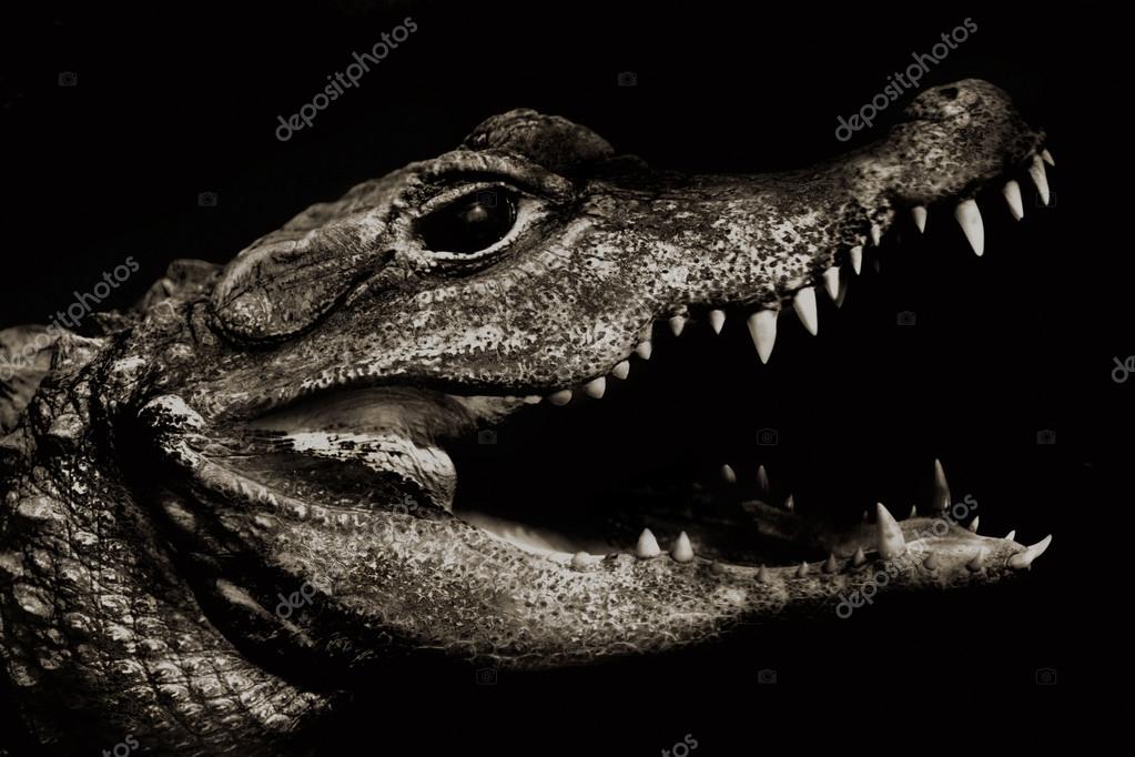 Crocodile noir et blanc logo