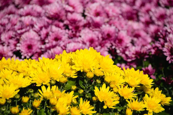 Bellissimi Fiori Autunnali Crisantemo Giallo Rosa Nel Tempo Soleggiato — Foto Stock