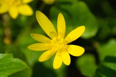 Baharda sarı makro çiçek parktaki yeşil çimlerin arasında ya da güneşli havada bir ormanda