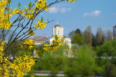 Güneşli bir bahar sabahı kilisenin yakınındaki şehirde sarı fındık çiçekleri.