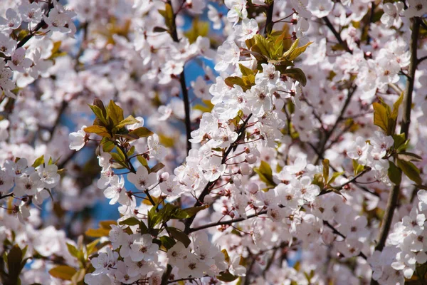 Sakura kwitnie, wiele kwiatów na drzewie w słoneczny wiosenny poranek — Zdjęcie stockowe