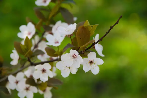 Japońskie kwiaty wiśni sakura zbliżenia wiosną na drzewie w parku. Jasne tło sprężyny. — Zdjęcie stockowe