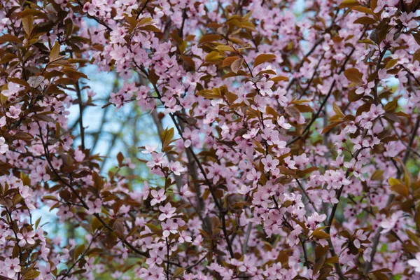 Sakura kwitnie, wiele kwiatów na drzewie w słoneczny wiosenny poranek — Zdjęcie stockowe