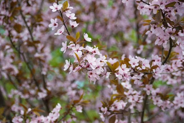 Sakura blossoms, many flowers on a tree on a sunny spring morning — Stock Photo, Image