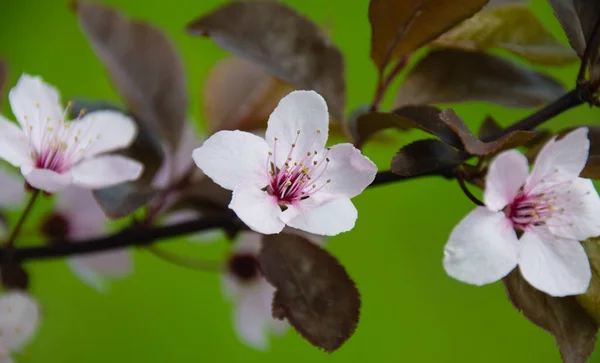 Japońskie kwiaty wiśni sakura zbliżenia wiosną na drzewie w parku. Jasne tło sprężyny. — Zdjęcie stockowe