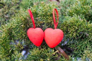 Kışın kozalaklı bir dalda iki kırmızı kalp. Aşk kavramı, ciddi ilişki ve sevgililer günü.