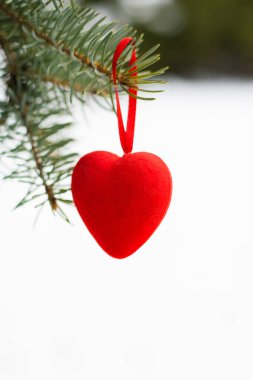 Kışın ladin dalında kırmızı dekoratif kalp. Aşk kavramı, ciddi ilişki ve sevgililer günü.