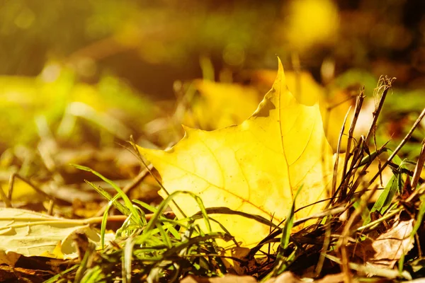 Autumn leaves in warm sunny weather in the park on the grass. Sunny photo of yellow leaves.