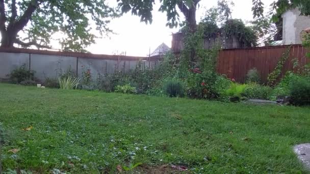 Сад Під Дощем Концепція Літнього Дощу — стокове відео