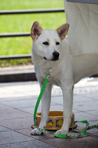 Pet dog looks at something.