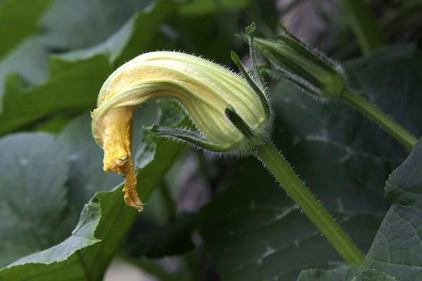 Pumpa växter blomma. — Stockfoto