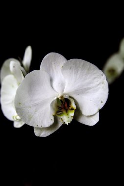 egzotik beyaz orkide.